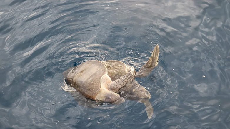 Guanacaste Sailing .:. Vacations in Guanacaste